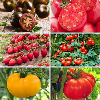 Ekstra stort sæt - 6 tomatsorter, et udvalg af de lækreste sorter - 