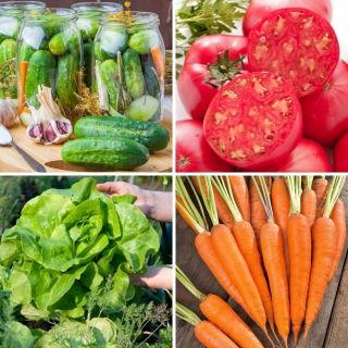 Conjunto mediano: 4 plantas vegetales, una colección de variedades probadas y confiables. - 