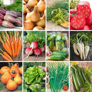 XXL set - 12 vegetable plants, a collection of proven, reliable varieties
