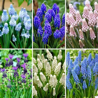 M-sized set -  45 grape hyacinth bulbs, selection of 6 most beautiful varieties