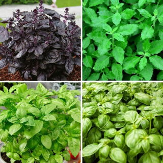 Basil - 4 varieties' seeds set