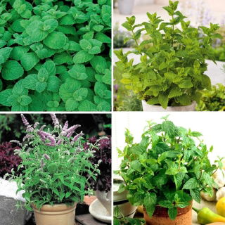 Mint - seeds of 4 varieties