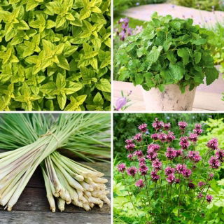 Hierbas con aroma a cítricos - semillas de 4 hierbas - 