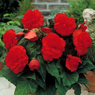 Begonia Fimbriata červená - 2 cibule