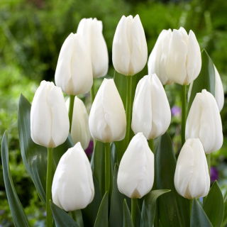 "Ice Cap" tulipan - 50 løker