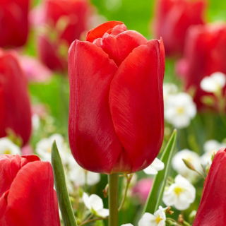 "Red Jimmy" tulip - 5 bulbs