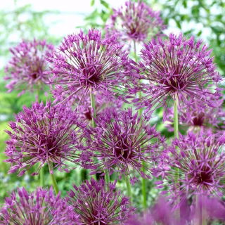 Ceapa ornamentala 'Purple Rain' - 30 de bulbi