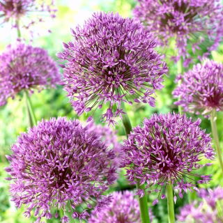 "Jackpot" ornamental onion - 10 bulbs