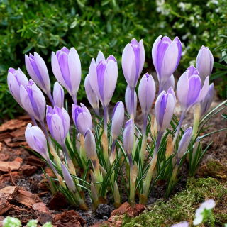 Crocus Vanguard - stor pakke! - 100 stk