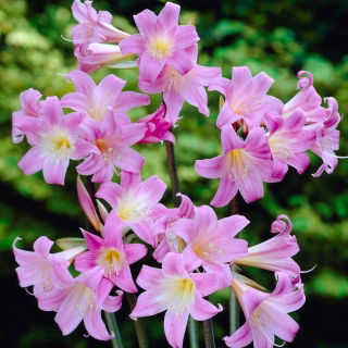 Hippeastrum - Belladonna - XXL