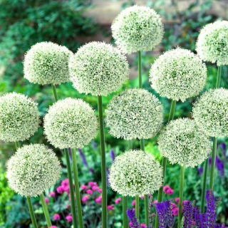 Dekorativ hvitløk - White Giant - Allium White Giant