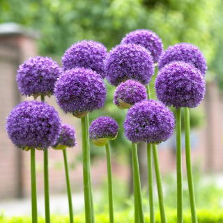 Gladiador de alho ornamental - embalagem XXXL! - 50 pcs.