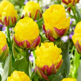 Tulipano "Ice Cream Banana" - confezione grande! - 25 bulbi