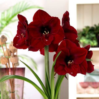 Hippeastrum "Benfica", amaryllis