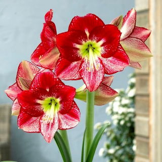 "Flamenco Queen" Hippeastrum, amarilis