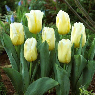 "Calgary Flames" tulip - large package! - 50 bulbs