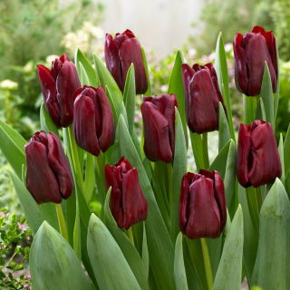 Tulip Mascara - 5 stk