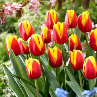 Tulp Andre Citroen - grootverpakking! - 50 stuks - 