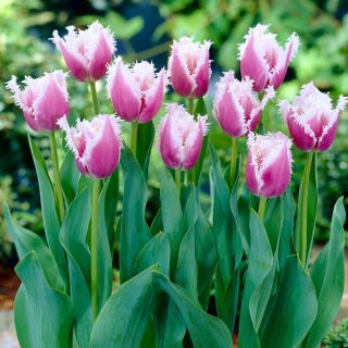 Tulip Cummins - gros paquet ! - 50 pieces