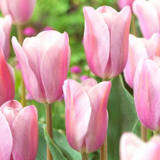 Tulip Mistress Mystic - large pack! - 50 pcs