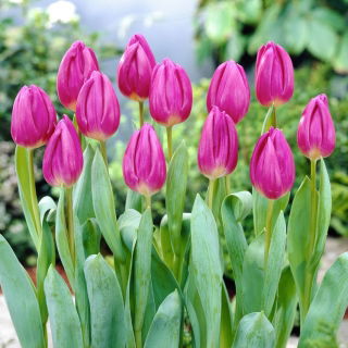 Tulipán lila zászló - 5 db.