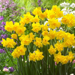 Golden Delicious daffodil - large pack! - 50 pcs
