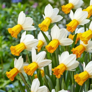 Narciso de vals de invierno - 5 piezas