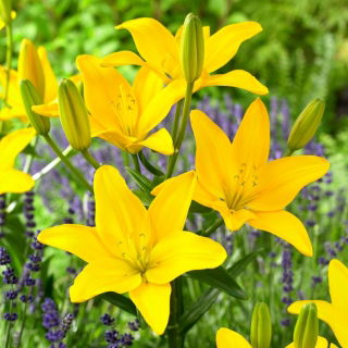 Lily - Easy Sun - pollenmentes, tökéletes a vázába!