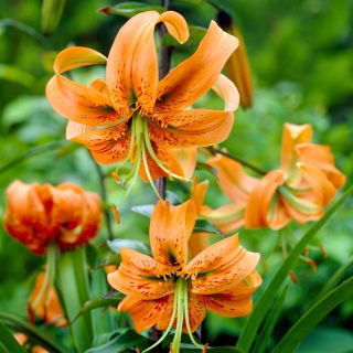Lily - Henryi - large pack! - 10 pcs