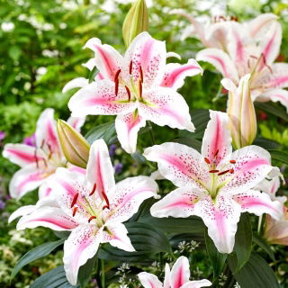 Lovely Day oriental lily - fragrant - large pack! - 10 pcs