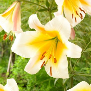 Tree lily - Miss Peculiar - large pack! - 10 pcs