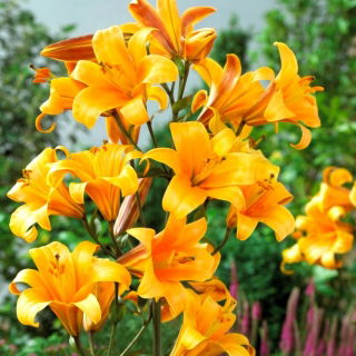 Lirio de trompeta del planeta naranja