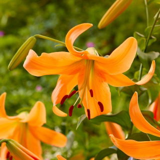 Giglio di arancio - confezione grande! - 10 pezzi