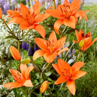 Lelie - Oranje Zomer - 