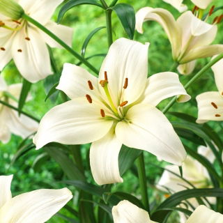 Lilija - biserno bela