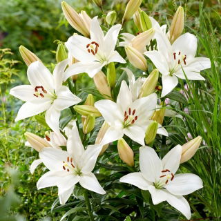 Lily - Snowdon