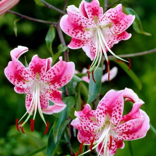 Lily - Rubrum Uchida