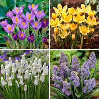Kleine set - 40 druif hyacint en krokus bollen - een selectie van 4 meest intrigerende soorten - 