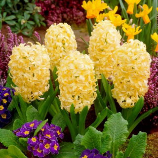 Jacinthe jaune - 9 pieces