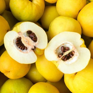 Japansk Kvæde - Friske Frugter Direkte fra Busken - 15 kg