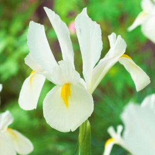 "White van Vliet" holländsk iris - 10 lökar