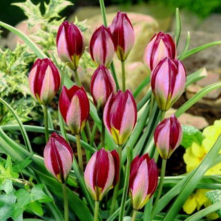 Tulpe Red Beauty - 5 Stück