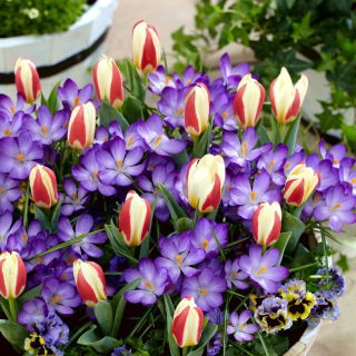 "Spring Prop" - 75 krokus- och tulpanlökar - sammansättning av 2 spännande sorter