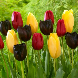 „Jarní štěstí“ - 45 cibulek tulipánů - složení 3 odrůd