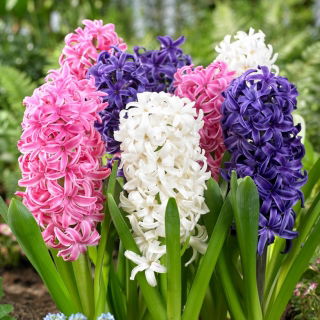 "Spring Diamond '- 27 bulbos de jacinto - composição de 3 variedades