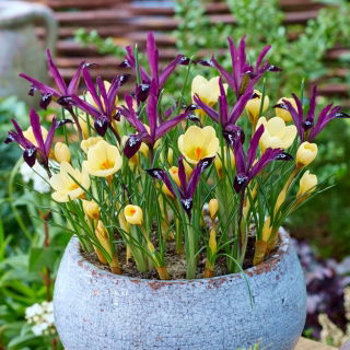 Macarena - 100 crocus and iris bulbs - purple-creamy white composition