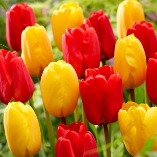 Cibule tulipánů - sada 2 odrůd - červený a žlutý výběr - 50 ks.