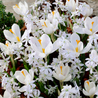 "Lady-of-the-Lake" - 100 crocus and Siberian squill  bulbs - composition of 2 intriguing varieties
