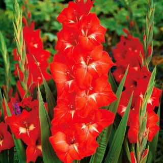 Gladiolus Traderhorn - XL pack! - 250 pcs