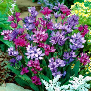Babiana - mix di colori - confezione grande! - 100 pezzi